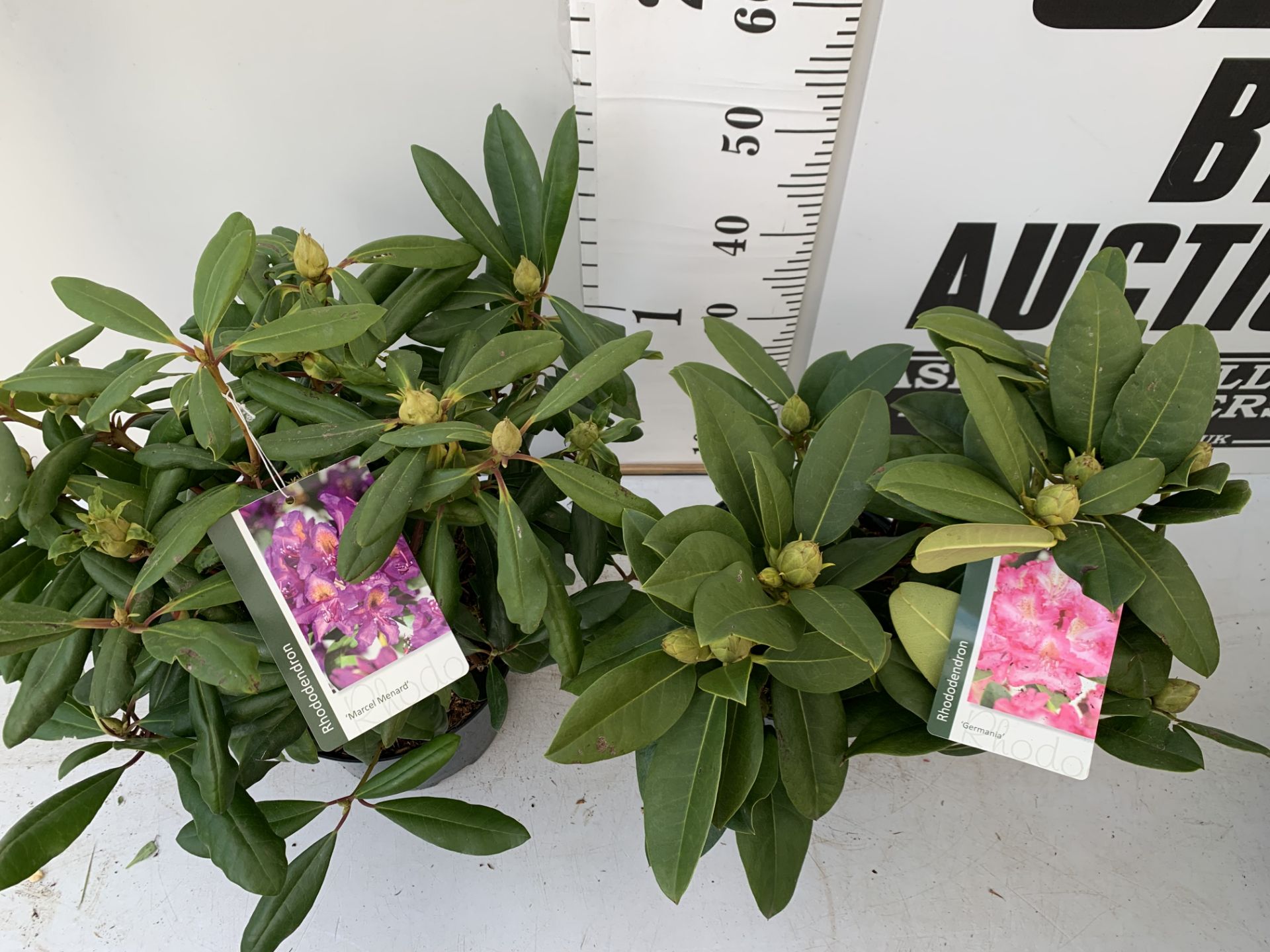TWO RHODODENDRON MARCEL MENARD AND GERMANIA IN 5 LTR POTS 60CM TALL PLUS VAT TO BE SOLD FOR THE TWO - Image 3 of 10