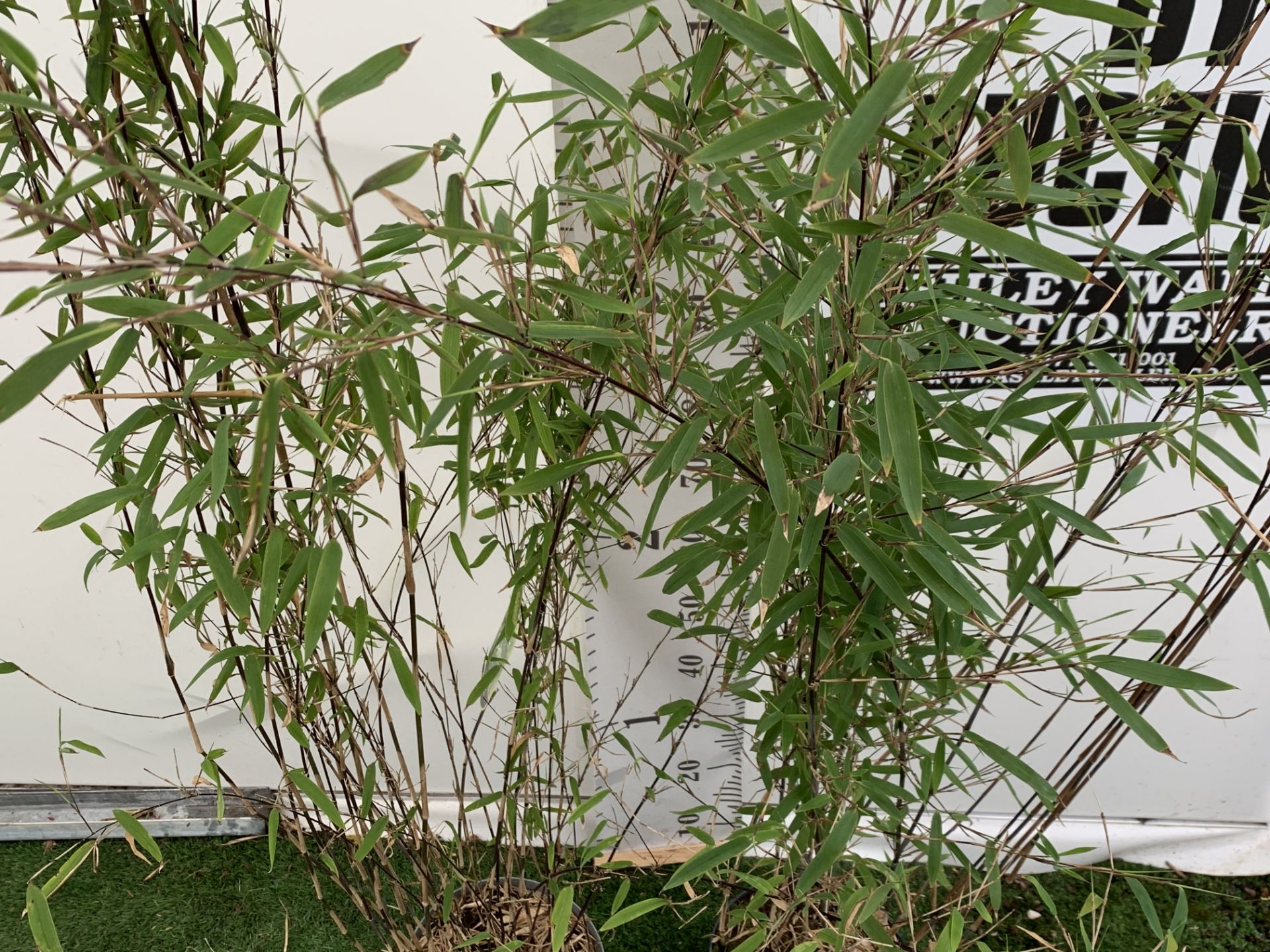 TWO BAMBOO FARGESIA 'BLACK PEARL' AND 'VOLCANO' OVER 2 METRES IN HEIGHT IN 5 LTR POTS PLUS VAT TO BE - Image 5 of 12