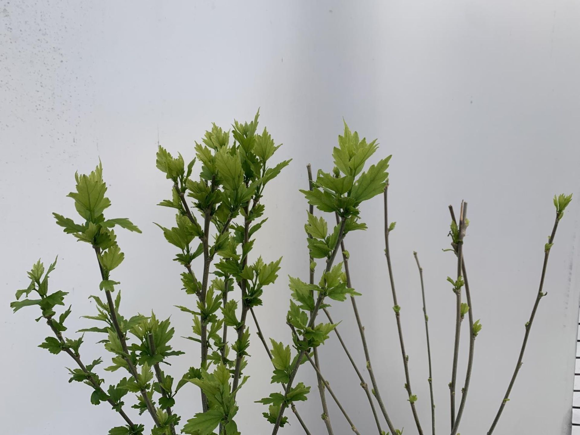 TWO HIBISCUS SYRIACUS DUC DE BRABANT AND HAMABO IN 3 LTR POTS 60CM TALL PLUS VAT TO BE SOLD FOR - Image 4 of 8