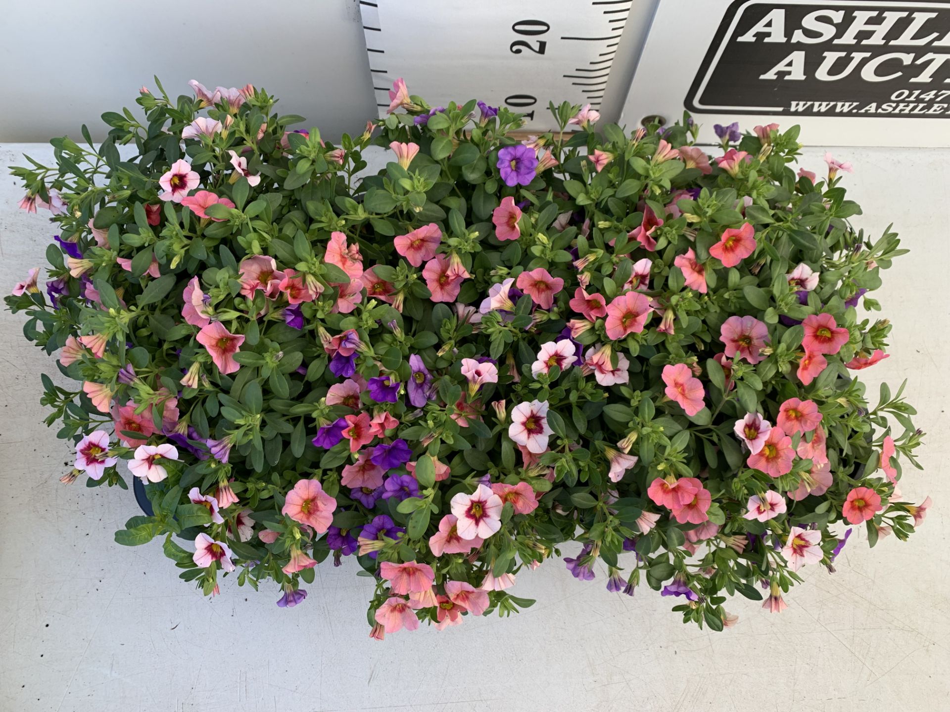 EIGHT POTS CALIBRACHOA TRIOBELLS IN 2 LTR POTS PLUS VAT TO BE SOLD FOR THE EIGHT - Image 3 of 6