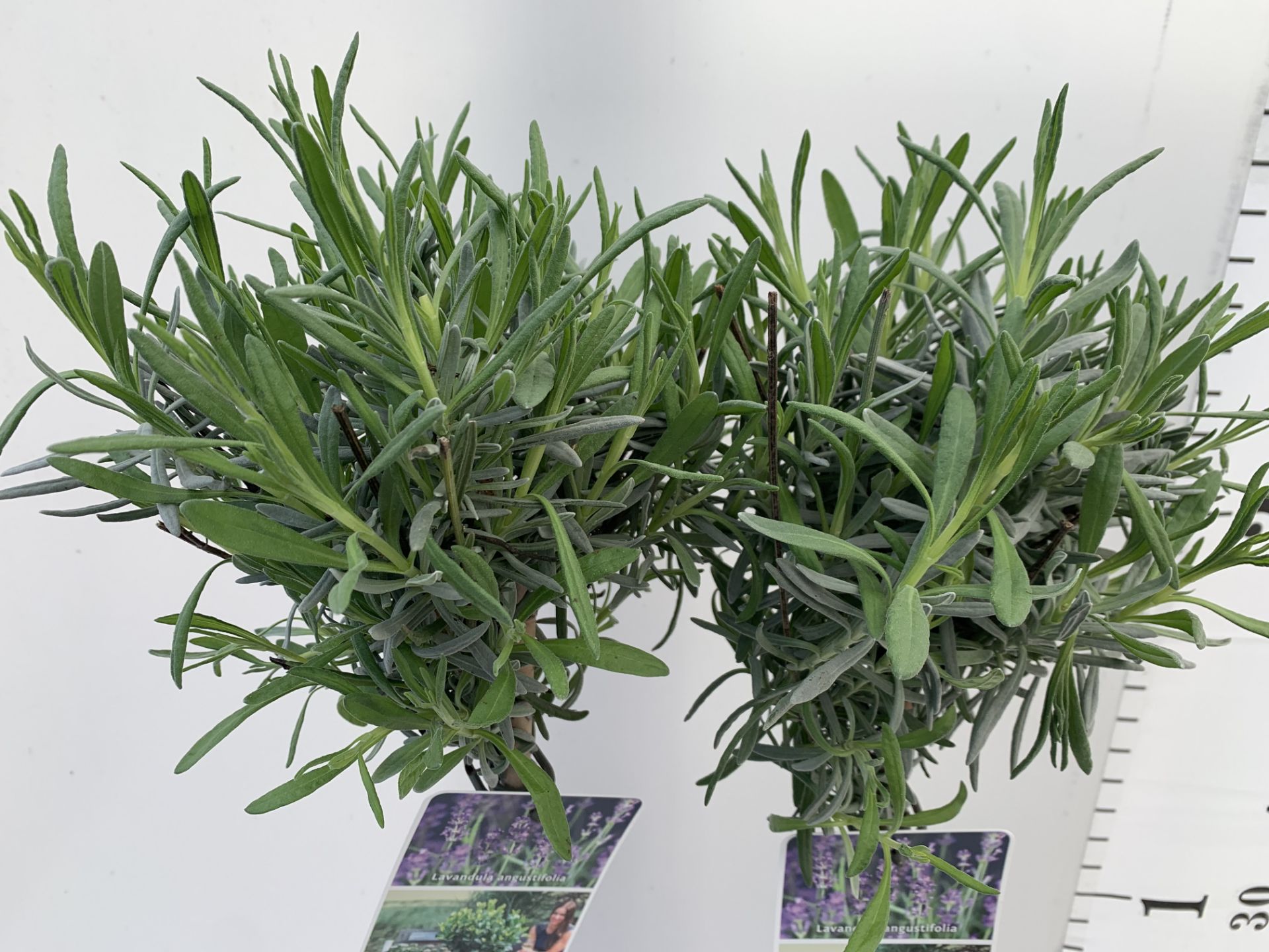 TWO STANDARD LAVANDER PLANTS IN 3 LTR POTS 80CM TALL PLUS VAT TO BE SOLD FOR THE TWO - Image 5 of 10