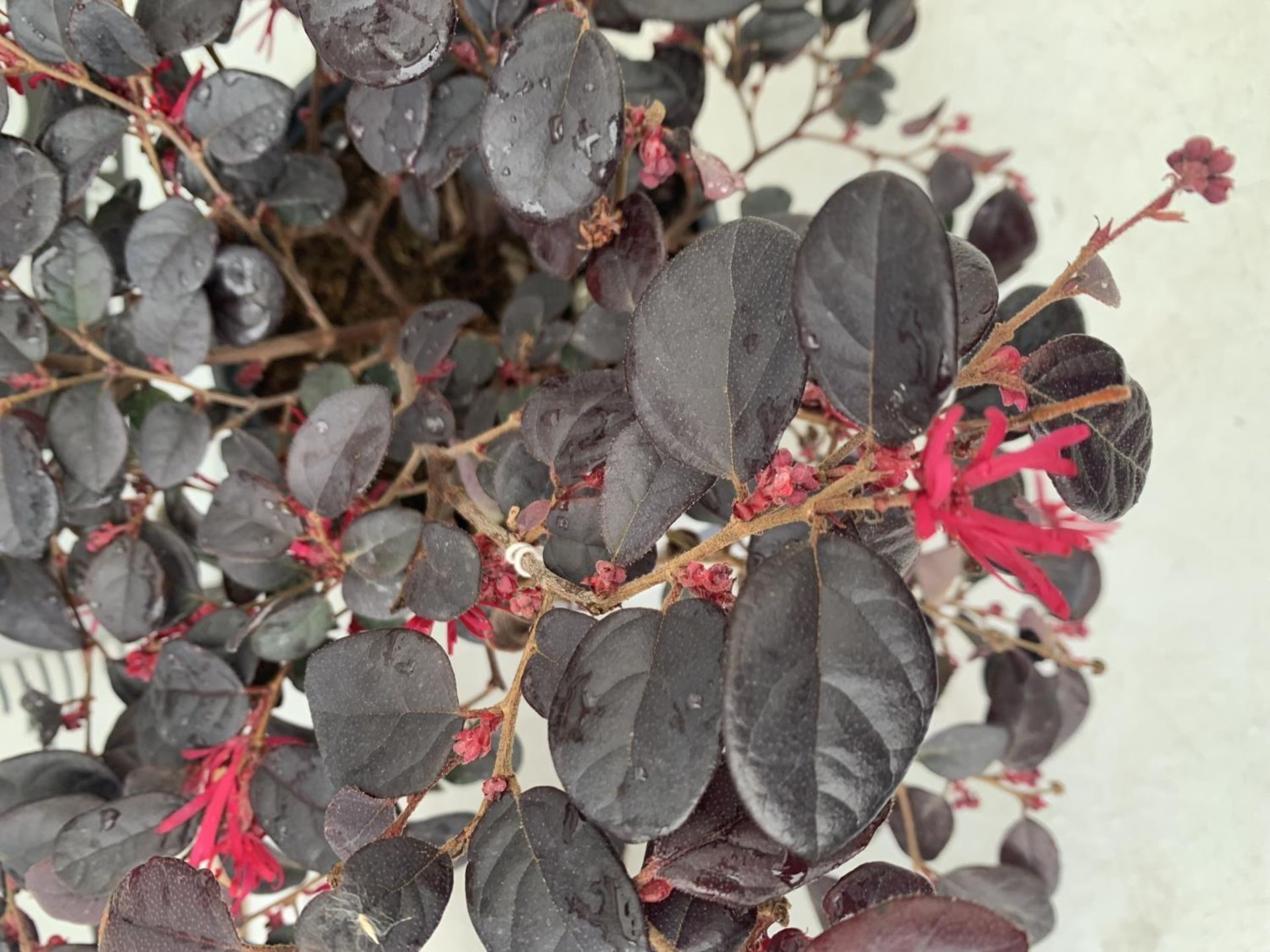 TWO LOROPETALUM CHINESE 'BLACK PEARL' APPROX 45CM IN HEIGHT IN 2 LTR POTS PLUS VAT TO BE SOLD FOR - Image 8 of 12
