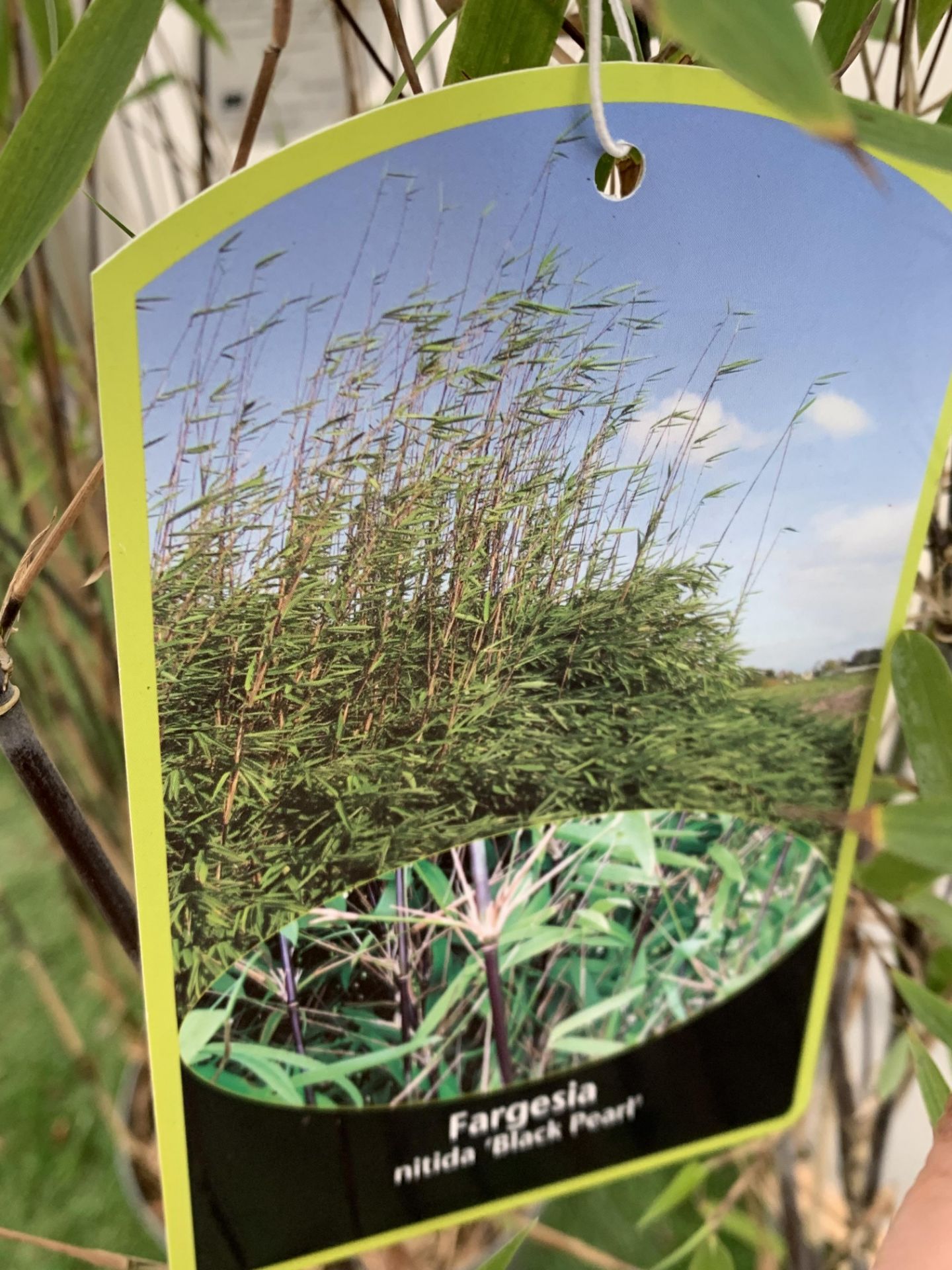 TWO BAMBOO FARGESIA 'BLACK PEARL' AND 'VOLCANO' OVER 2 METRES IN HEIGHT IN 5 LTR POTS PLUS VAT TO BE - Image 9 of 12