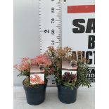 TWO PIERIS JAPONICA LITTLE HEATH AND FLAMING SILVER IN 3 LTR POTS 45CM TALL PLUS VAT TO BE SOLD