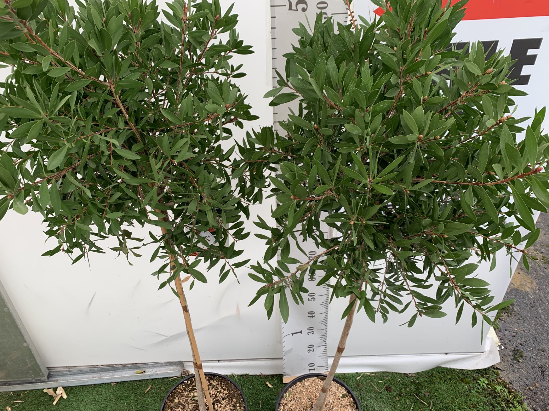TWO CALLISTEMON BOTTLE BRUSH STANDARD TREES APPROX 170CM IN HEIGHT IN 10 LTR POTS PLUS VAT TO BE - Image 7 of 14