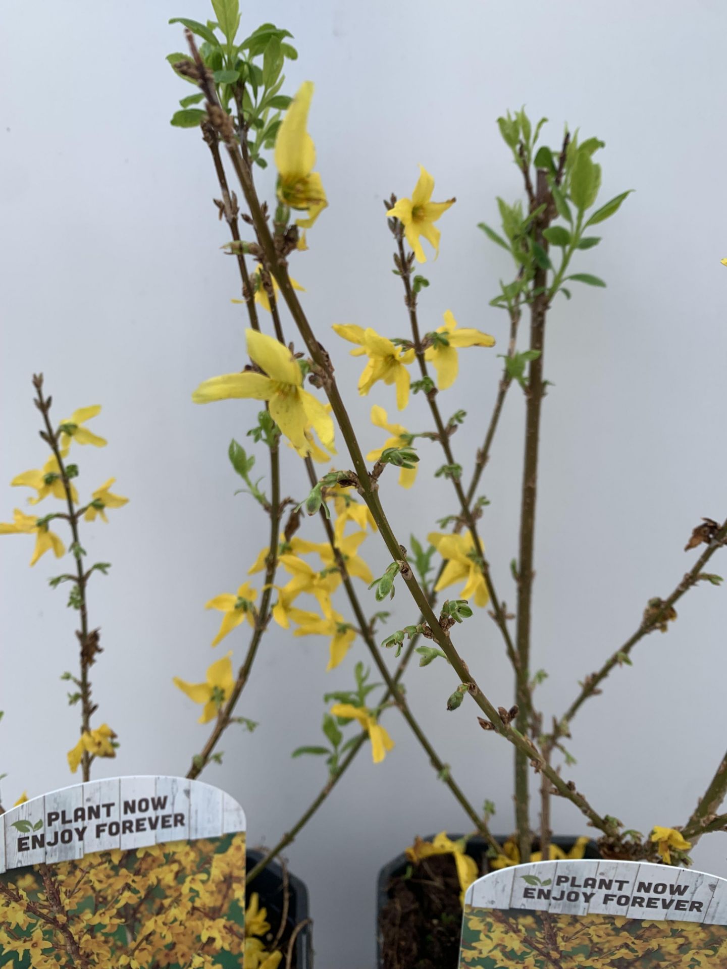 TWO FORSYTHIA MINIGOLD IN TWO LITRE POTS 55CM TALL PLUS VAT TO BE SOLD FOR THE TWO - Image 5 of 8