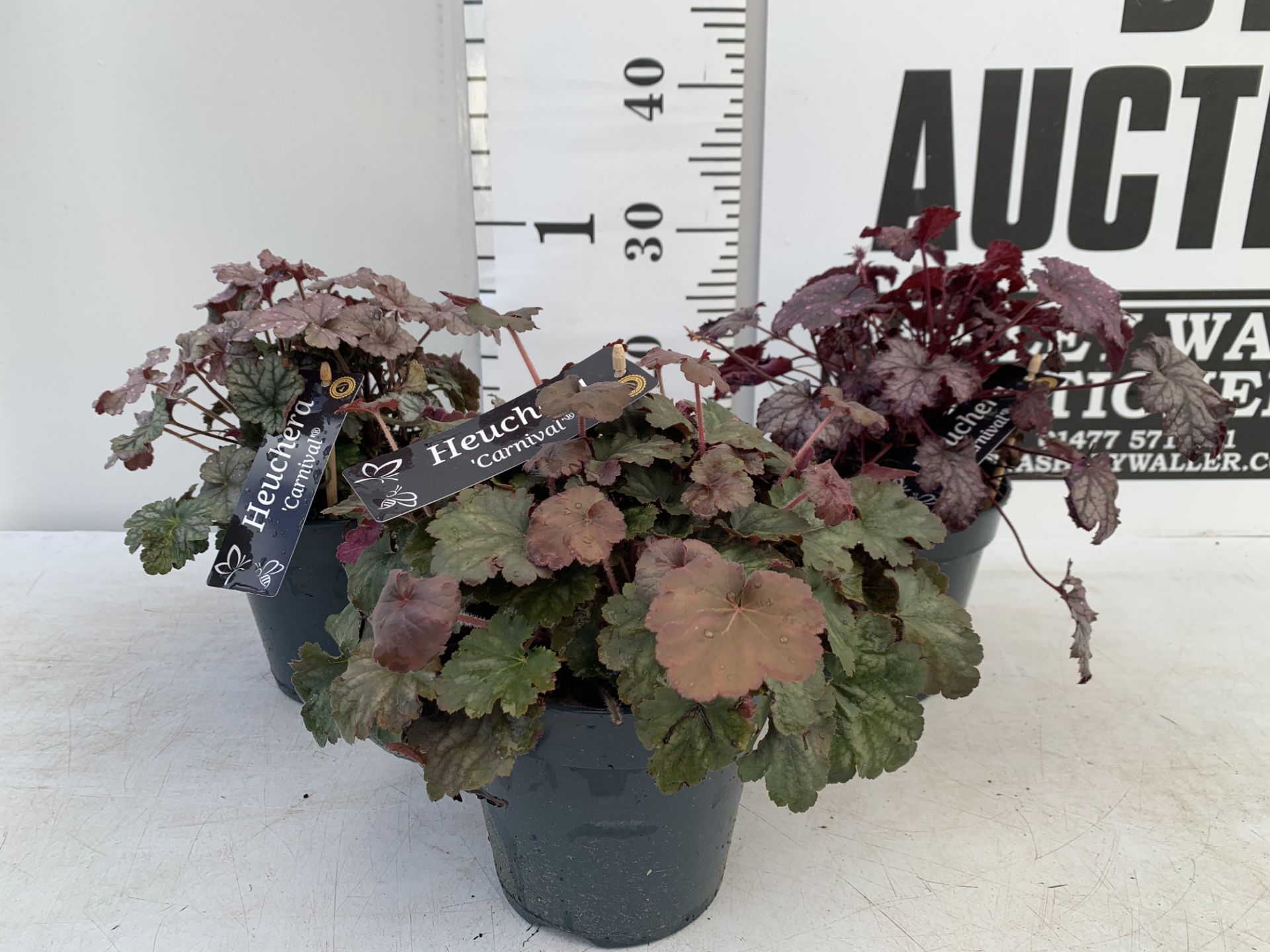 THREE HEUCHERA 'CARNIVAL' IN 2 LTR POTS PLUS VAT TO BE SOLD FOR THE THREE