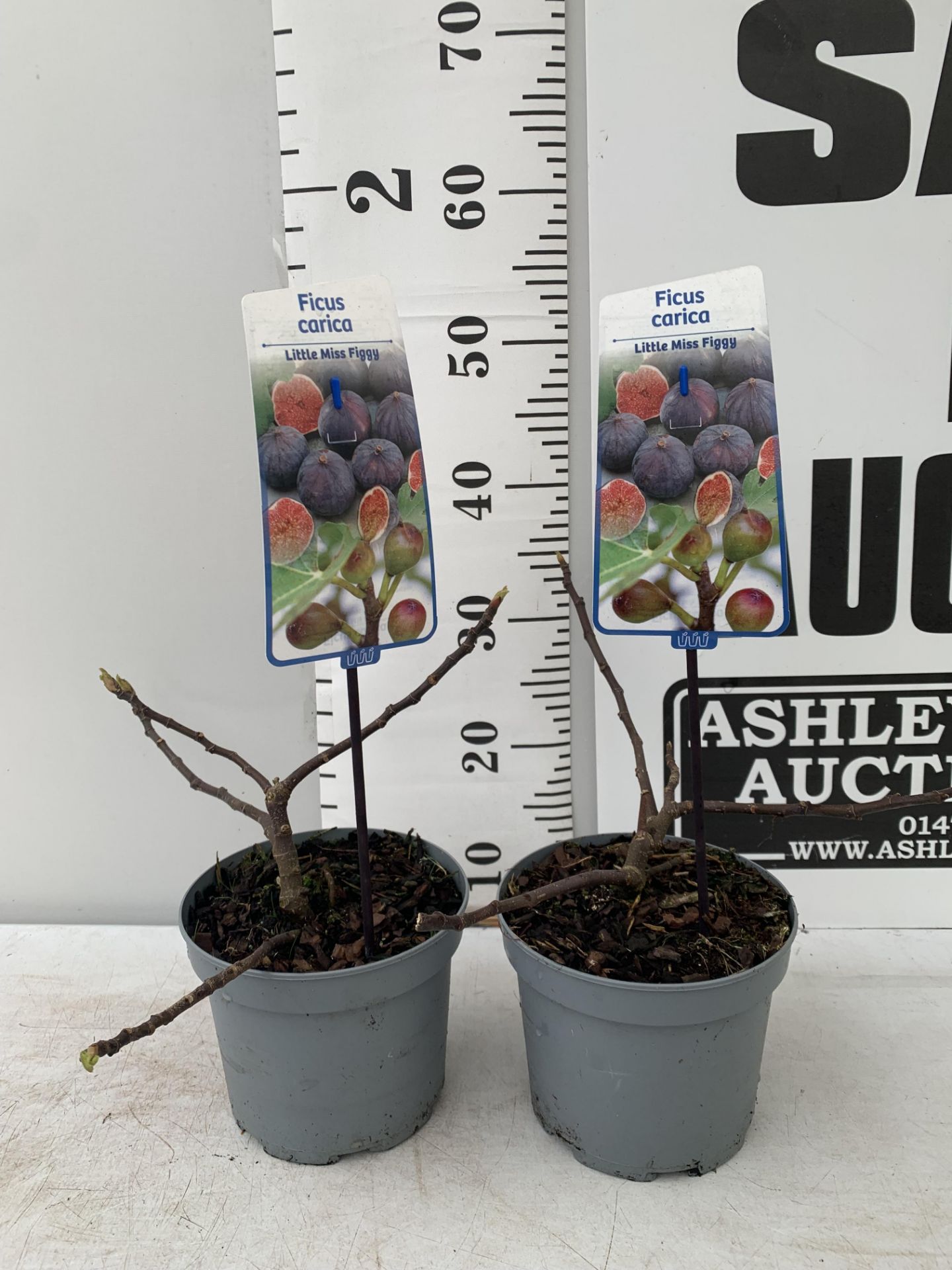 TWO FIG FICUS CARICA 'LITTLE MISS FIGGY' APPROX 35CM IN HEIGHT IN 2 LTR POTS NO VAT TO BE SOLD FOR