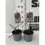 TWO FIG FICUS CARICA 'LITTLE MISS FIGGY' APPROX 35CM IN HEIGHT IN 2 LTR POTS NO VAT TO BE SOLD FOR