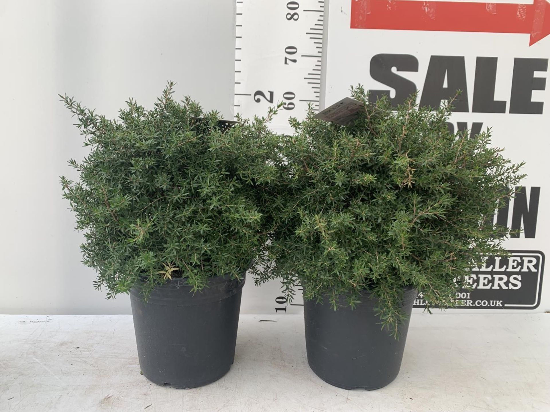 TWO LEPTOSPERMUM 'SUNSHINE' PINK SHRUBS APPROX 60CM IN HEIGHT IN FIVE LTR POTS PLUS VAT TO BE SOLD - Bild 2 aus 8