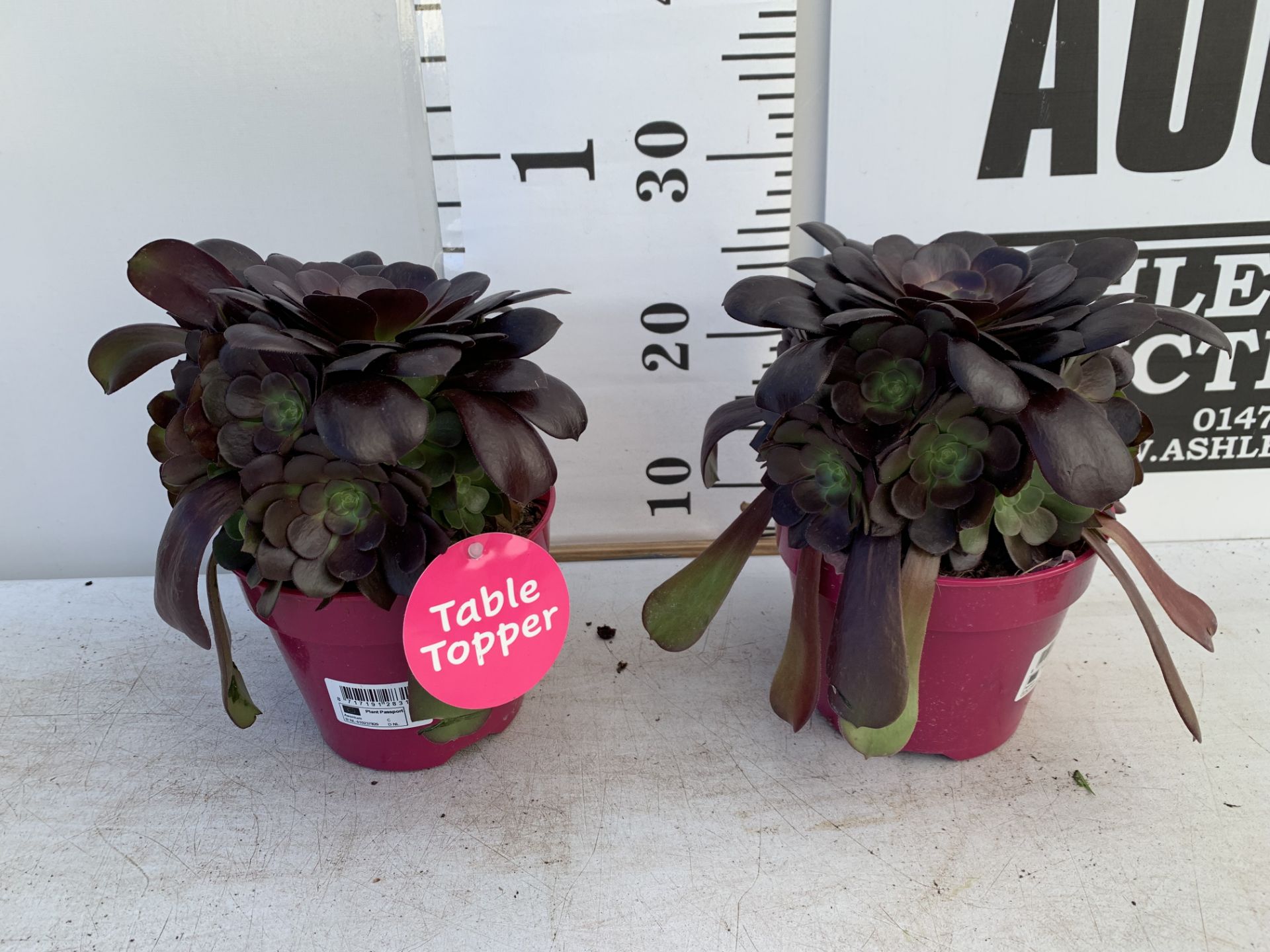 TWO AEONIUM ARBOREUM VELOURS IN 1 LTR POTS 25CM TALL PLUS VAT TO BE SOLD FOR THE TWO - Image 3 of 8