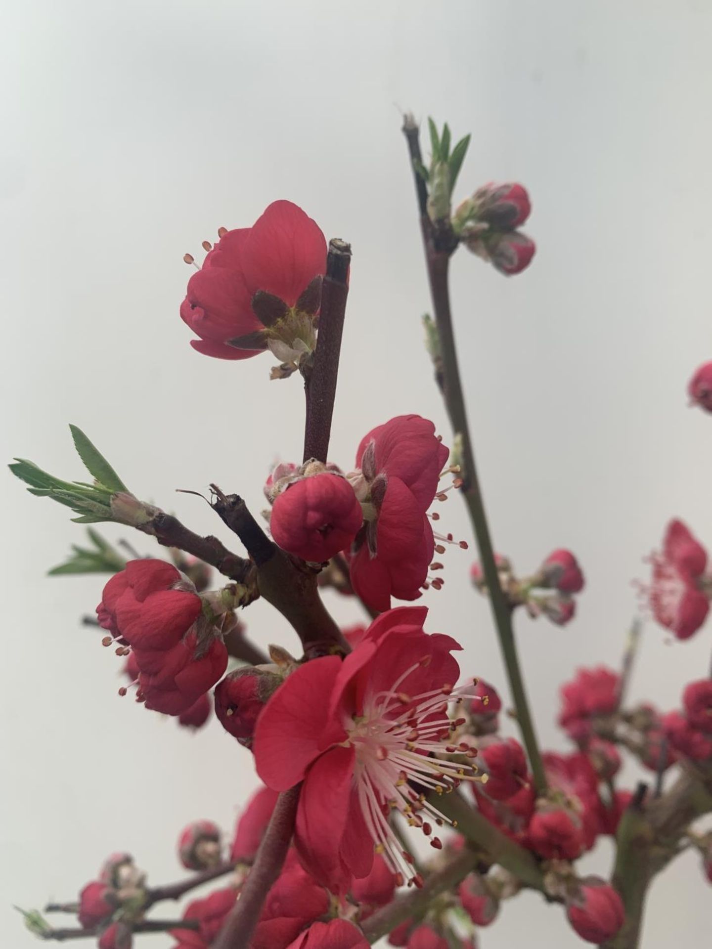 ONE FLOWERING CHERRY PRUNUS PERSICA 'MELRED' RED APPROX 110CM IN HEIGHT IN A 4LTR POT PLUS VAT - Bild 12 aus 14