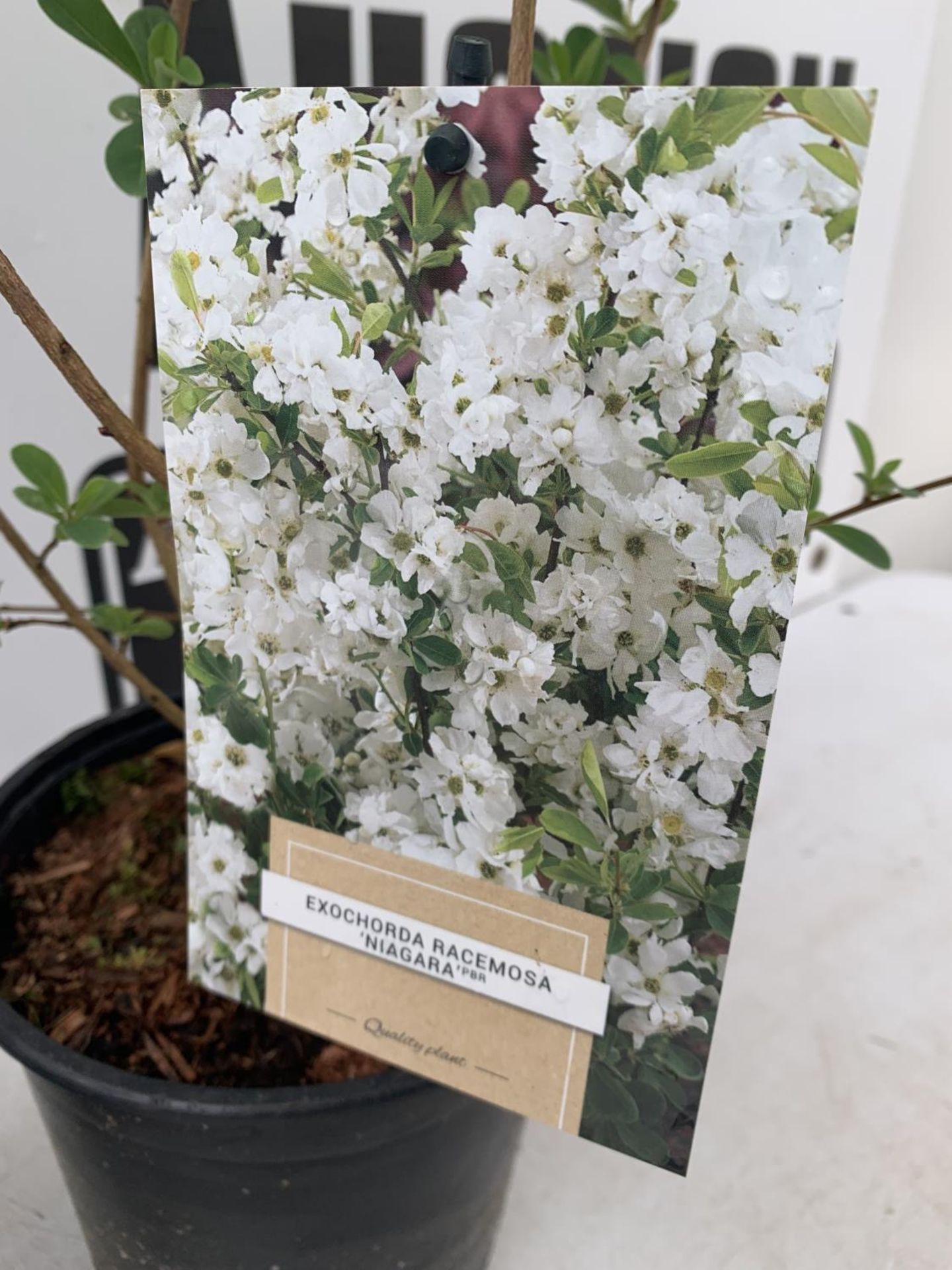 TWO EXOCHORDA RACEMOSA 'NIAGARA' IN 2 LTR POTS APPROX 65CM IN HEIGHT PLUS VAT TO BE SOLD FOR THE TWO - Image 7 of 11