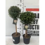 TWO MYRTUS SELECTION STANDARD TREES OF DIFFERING HEIGHTS ONE APPROX 85CM IN HEIGHT AND ONE 70CM IN 2