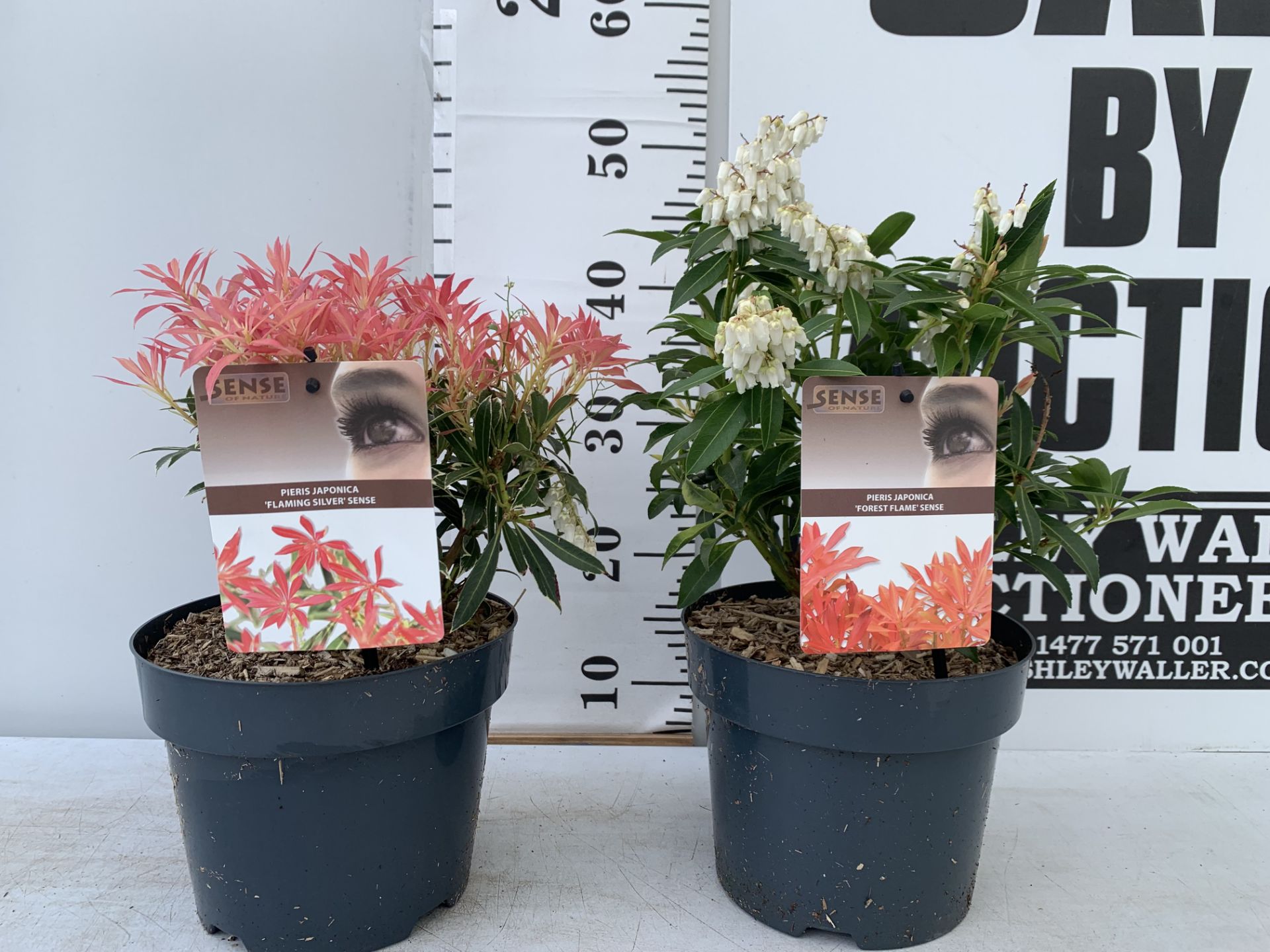 TWO PIERIS JAPONICA FORSET FLAME AND FLAMING SILVER IN 3 LTR POTS 40CM TALL PLUS VAT TO BE SOLD