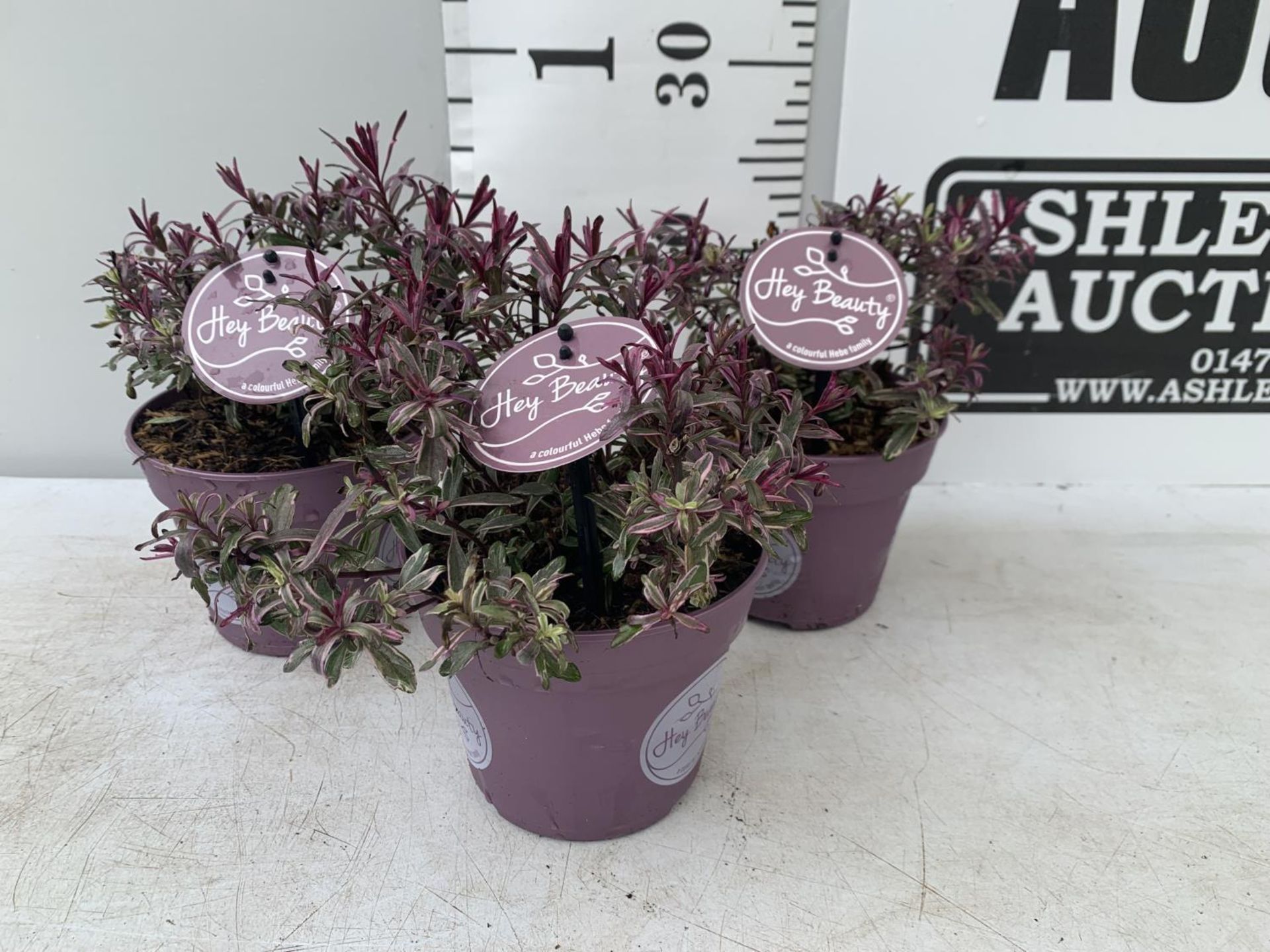THREE PURPLE HEBES 'HEY BEAUTY' IN 1 LTR POTS PLUS VAT TO BE SOLD FOR THE THREE - Image 2 of 8