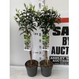 TWO STANDARD PRUNUS LUSITANICA ANGUSTIFOLIA IN 3 LTR POTS HEIGHT 90CM PLUS VAT TO BE SOLD FOR THE