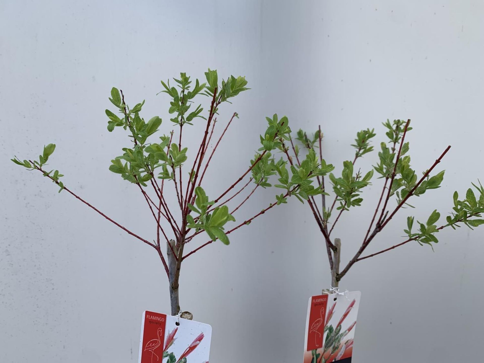 TWO STANDARD SALIX FLAMINGO IN 3 LTR POTS 100CM TALL PLUS VAT TO BE SOLD FOR THE TWO - Bild 6 aus 10