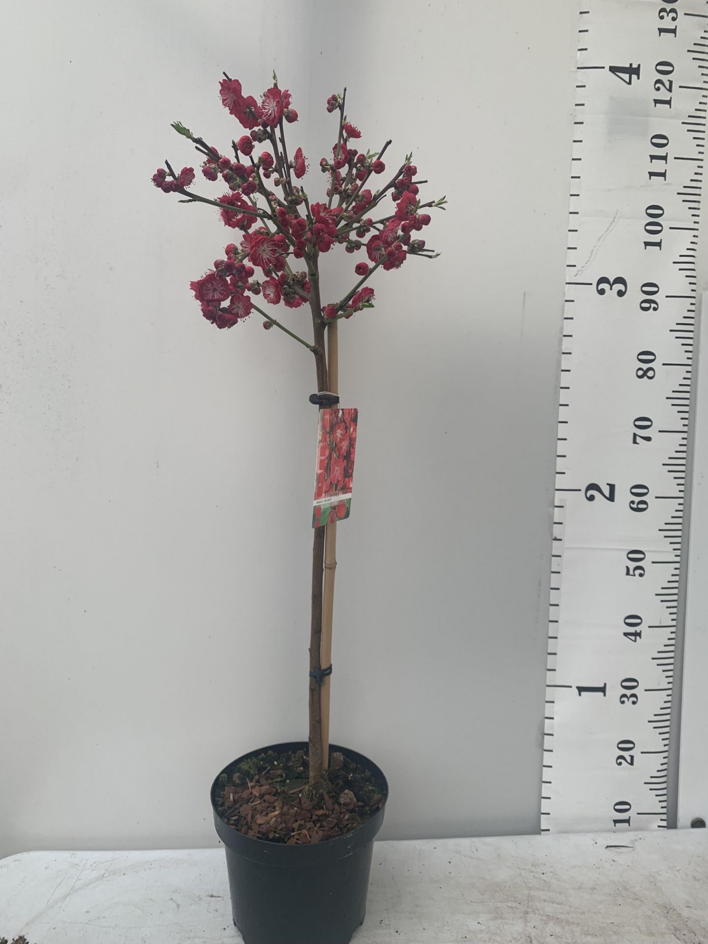 ONE FLOWERING CHERRY PRUNUS PERSICA 'MELRED' RED APPROX 110CM IN HEIGHT IN A 4LTR POT PLUS VAT - Bild 3 aus 14