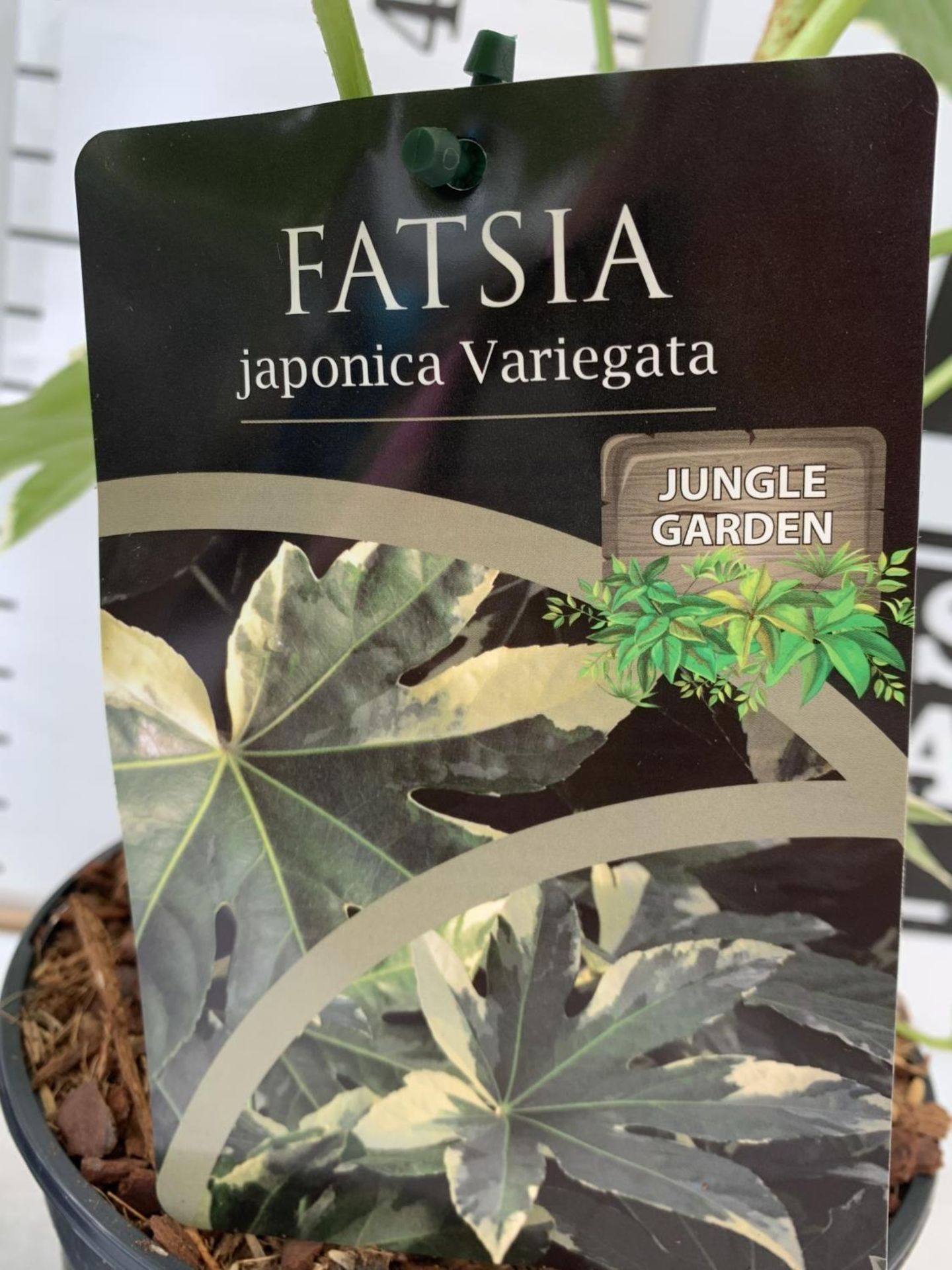 TWO FATSIA JUNGLE GARDEN JAPONICA VARIEGATA IN 2 LTR POTS 50CM TALL PLUS VAT TO BE SOLD FOR THE TWO - Image 8 of 10