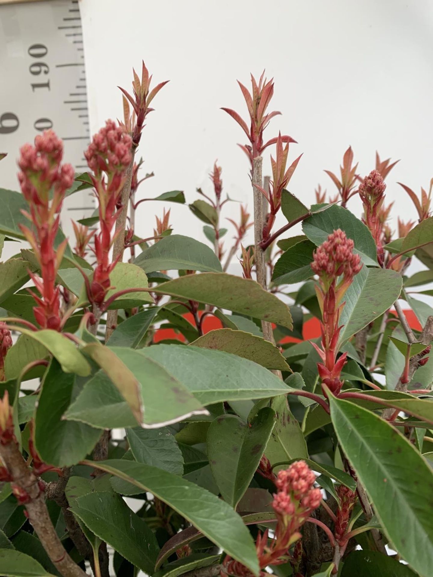 TWO PHOTINIA FRASERI 'RED ROBIN' STANDARD TREES APPROX 180CM IN HEIGHT IN 15 LTR POTS PLUS VAT TO BE - Image 12 of 12