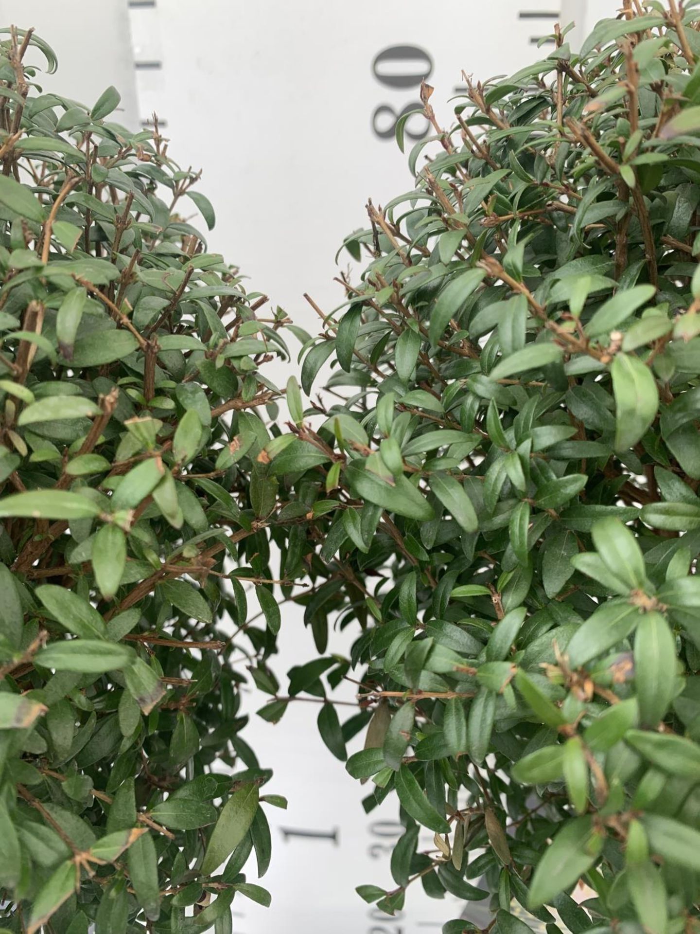 TWO MYRTUS SELECTION STANDARD TREES APPROX 85CM IN HEIGHT IN 2 LTR POTS PLUS VAT TO BE SOLD FOR - Image 6 of 8