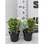 TWO EUONYMUS JAPONICA GOLD QUEEN IN TWO LTR POTS HEIGHT 35CM PLUS VAT TO BE SOLD FOR THE TWO