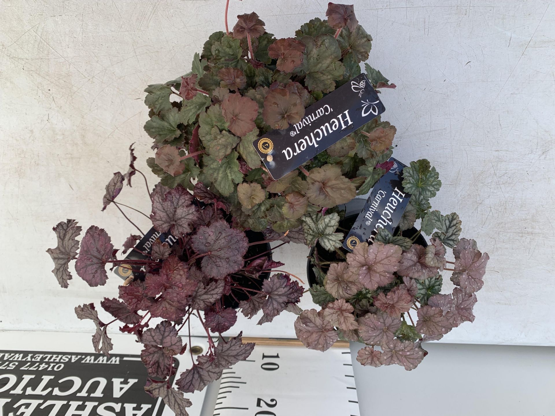THREE HEUCHERA 'CARNIVAL' IN 2 LTR POTS PLUS VAT TO BE SOLD FOR THE THREE - Image 3 of 8