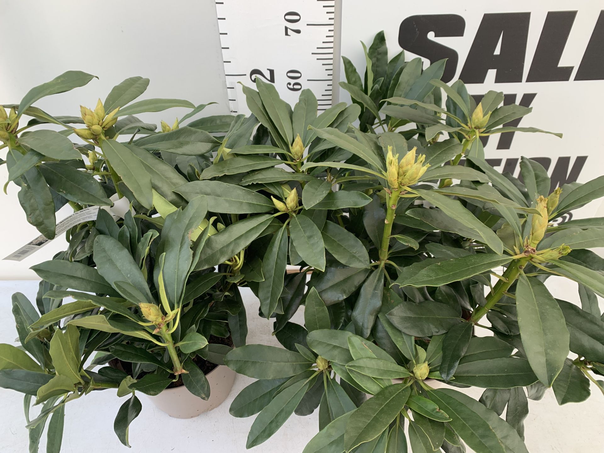 TWO RHODODENDRONS MADAME MASSON WHITE IN 7.5 LTR POTS APPROX 70CM IN HEIGHT PLUS VAT TO BE SOLD - Image 3 of 6