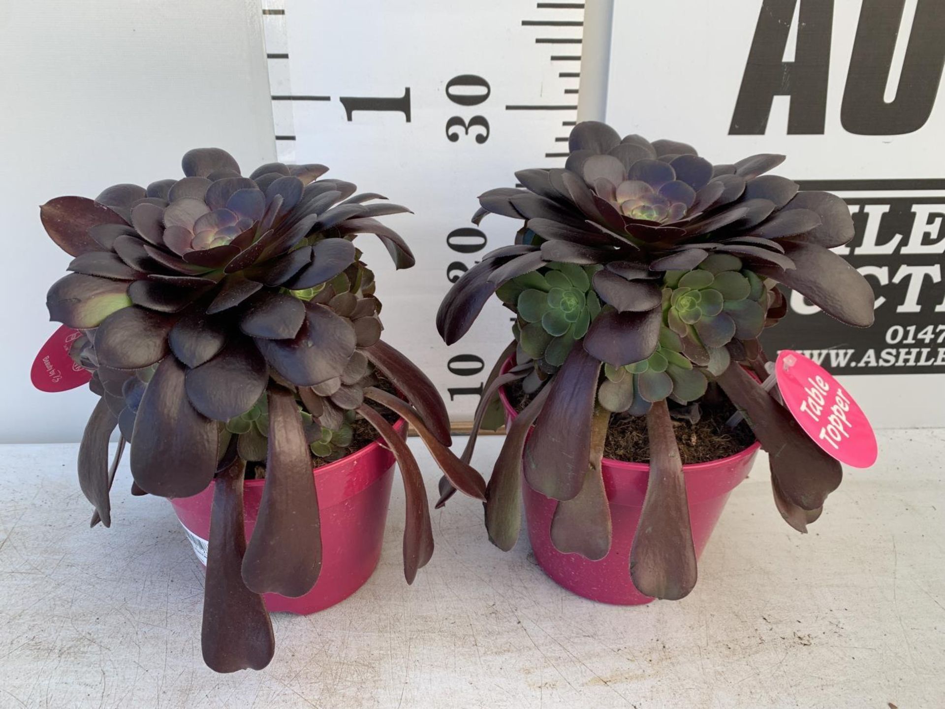 TWO AEONIUM ARBOREUM VELOURS IN 1 LTR POTS 25CM TALL PLUS VAT TO BE SOLD FOR THE TWO - Image 2 of 6
