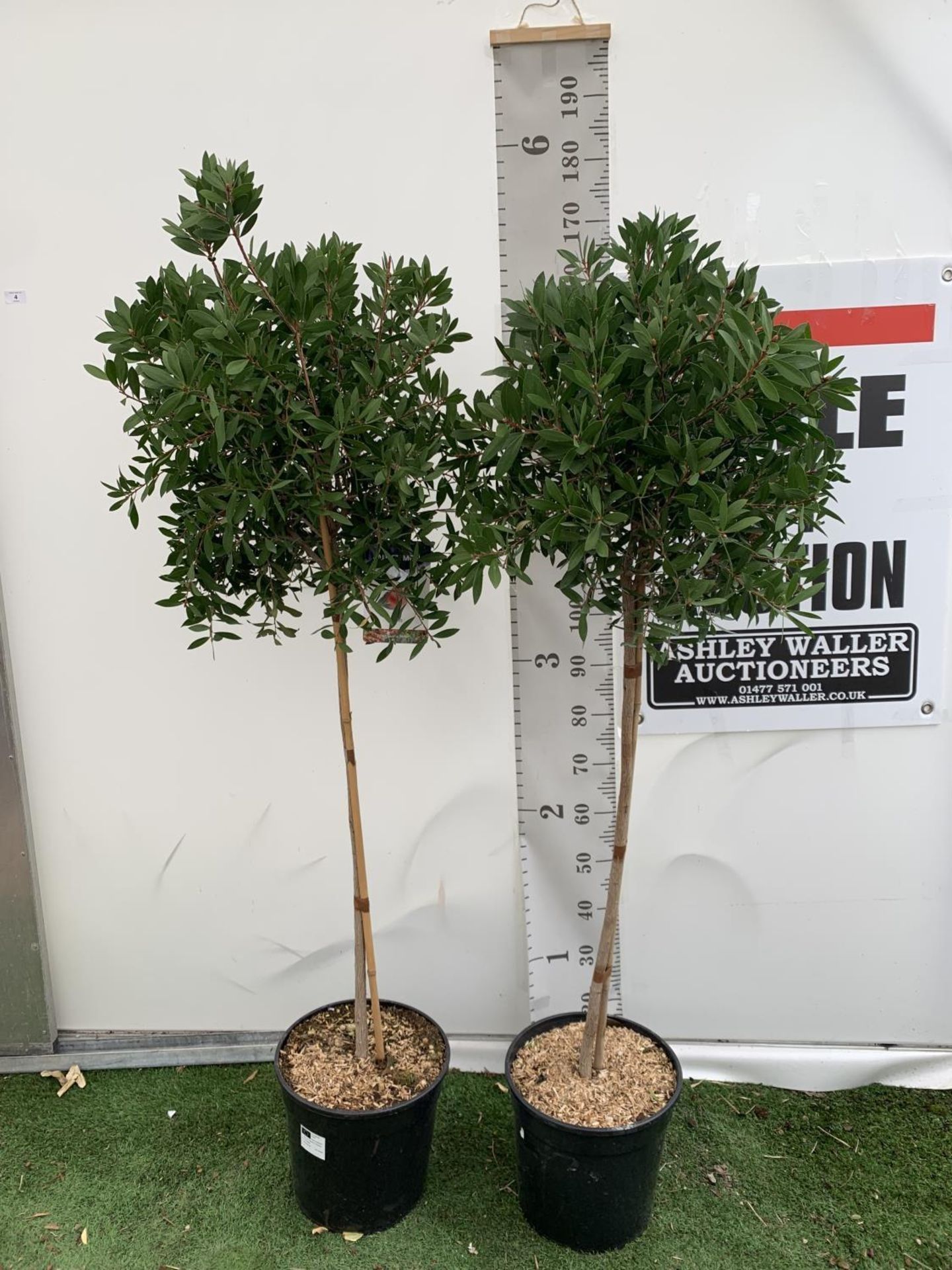 TWO CALLISTEMON BOTTLE BRUSH STANDARD TREES APPROX 170CM IN HEIGHT IN 10 LTR POTS PLUS VAT TO BE - Image 4 of 14