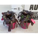 TWO AEONIUM ARBOREUM VELOURS IN 1 LTR POTS 25CM TALL PLUS VAT TO BE SOLD FOR THE TWO