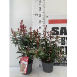 TWO PHOTINIA 'CARRE ROUGE' IN 3 LTR POTS APPROX 75CM IN HEIGHT PLUS VAT TO BE SOLD FOR THE TWO