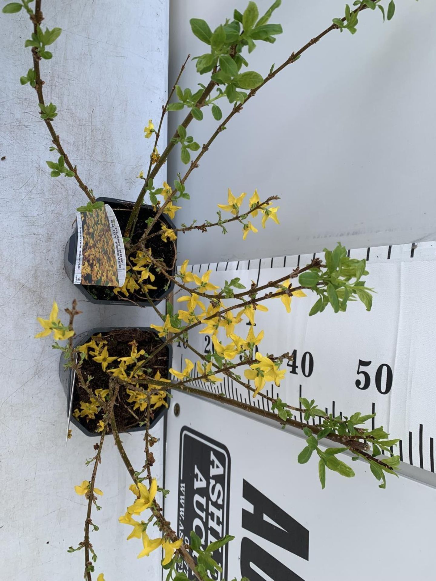 TWO FORSYTHIA MINIGOLD IN TWO LITRE POTS 55CM TALL PLUS VAT TO BE SOLD FOR THE TWO - Image 4 of 8