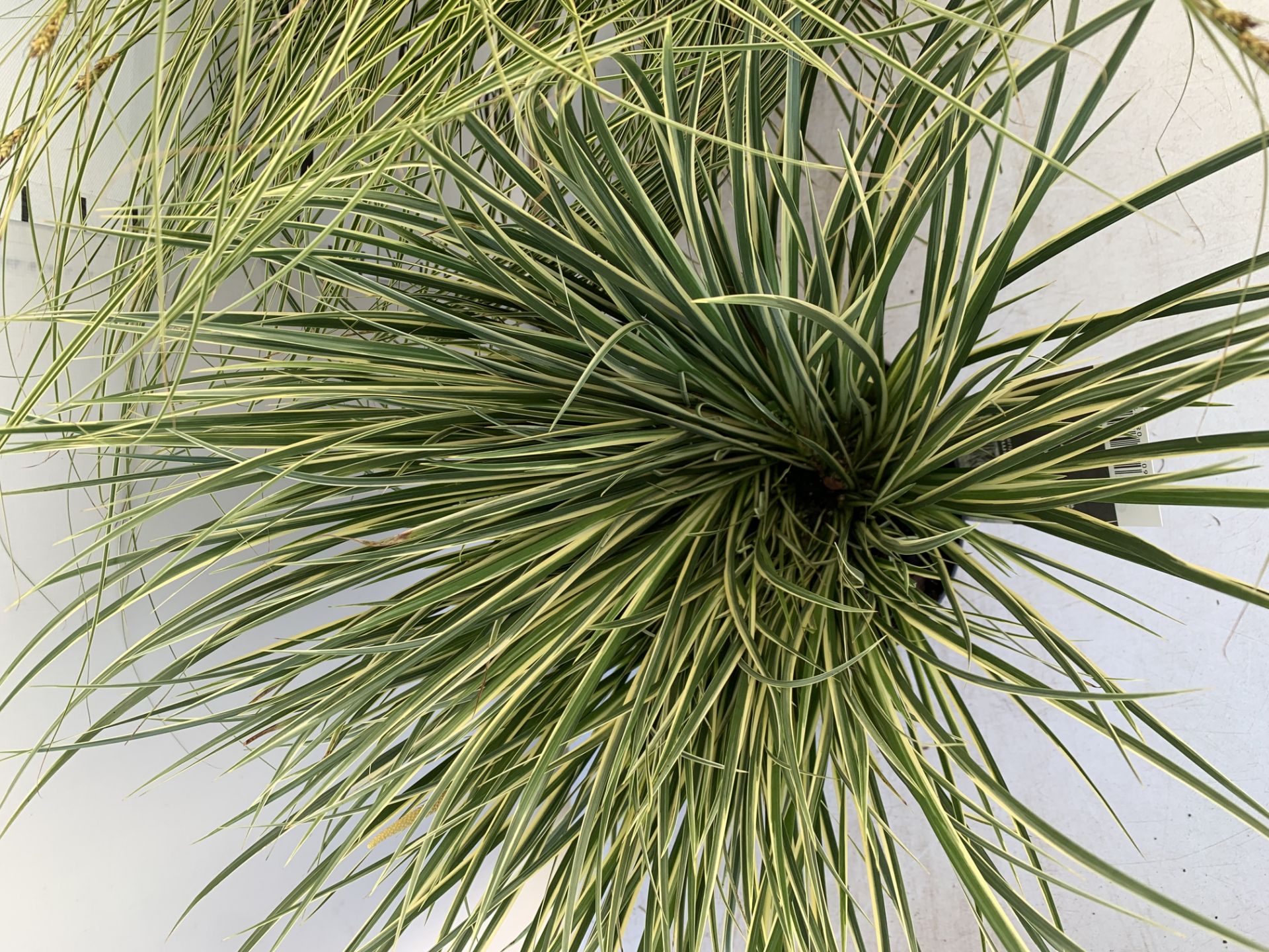 TWO HARDY AND EVERGREEN GRASSES CAREX BRUNNEA AND ACOURAS GRAMINEUS IN 3 LTR POTS 60CM TALL PLUS VAT - Image 5 of 10
