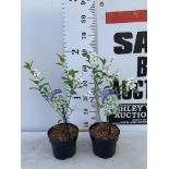 TWO EXOCHORDA BLUSHING PEARL IN 2 LTR POTS APPROX 60CM IN HEIGHT PLUS VAT TO BE SOLD FOR THE TWO