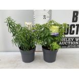 TWO CHOSIYA TERNATA 'BRICA' AND 'AZTEC PEARL' APPROX 45CM IN HEIGHT IN 2 LTR POTS PLUS VAT TO BE