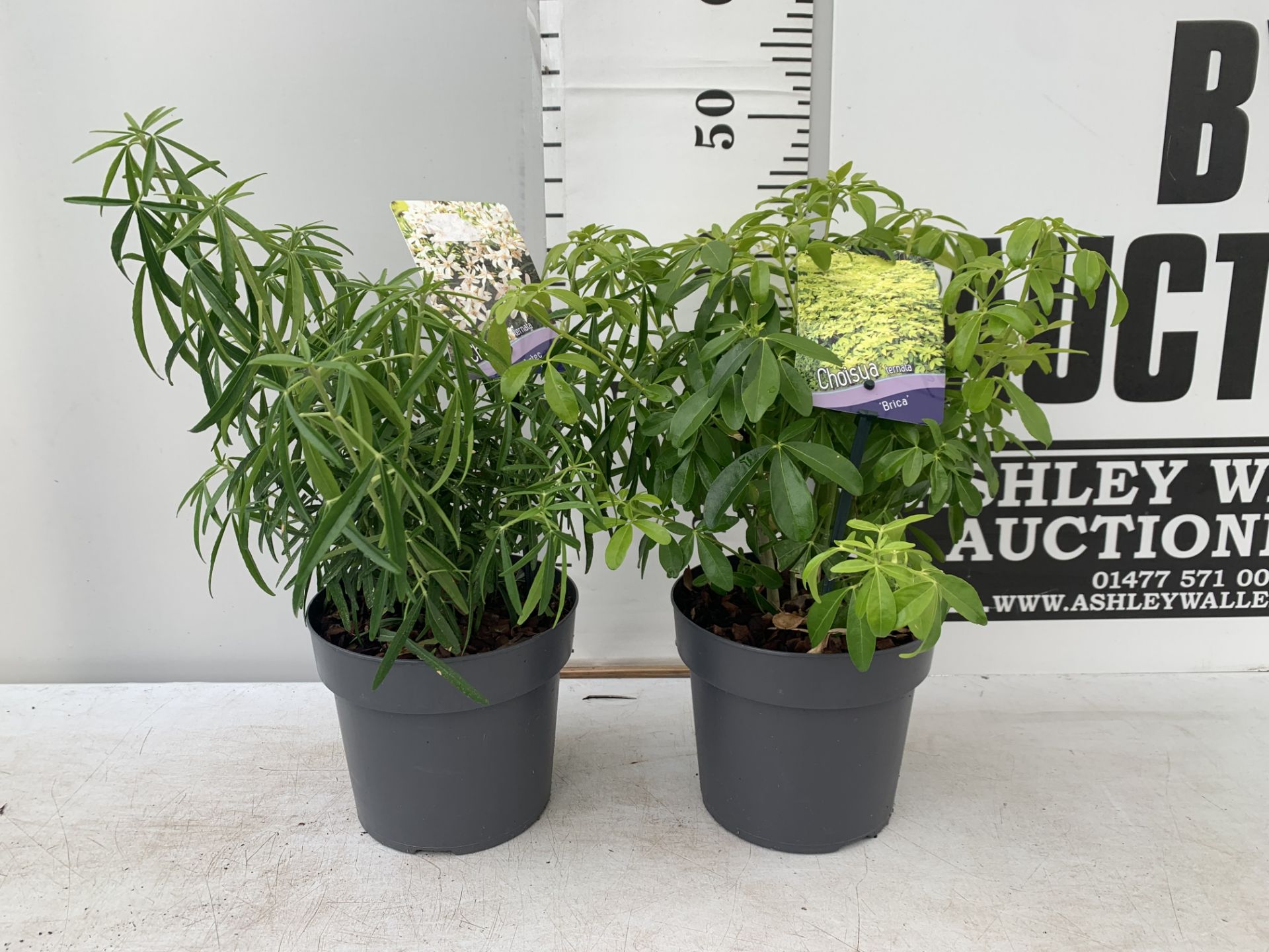 TWO CHOSIYA TERNATA 'BRICA' AND 'AZTEC PEARL' APPROX 45CM IN HEIGHT IN 2 LTR POTS PLUS VAT TO BE