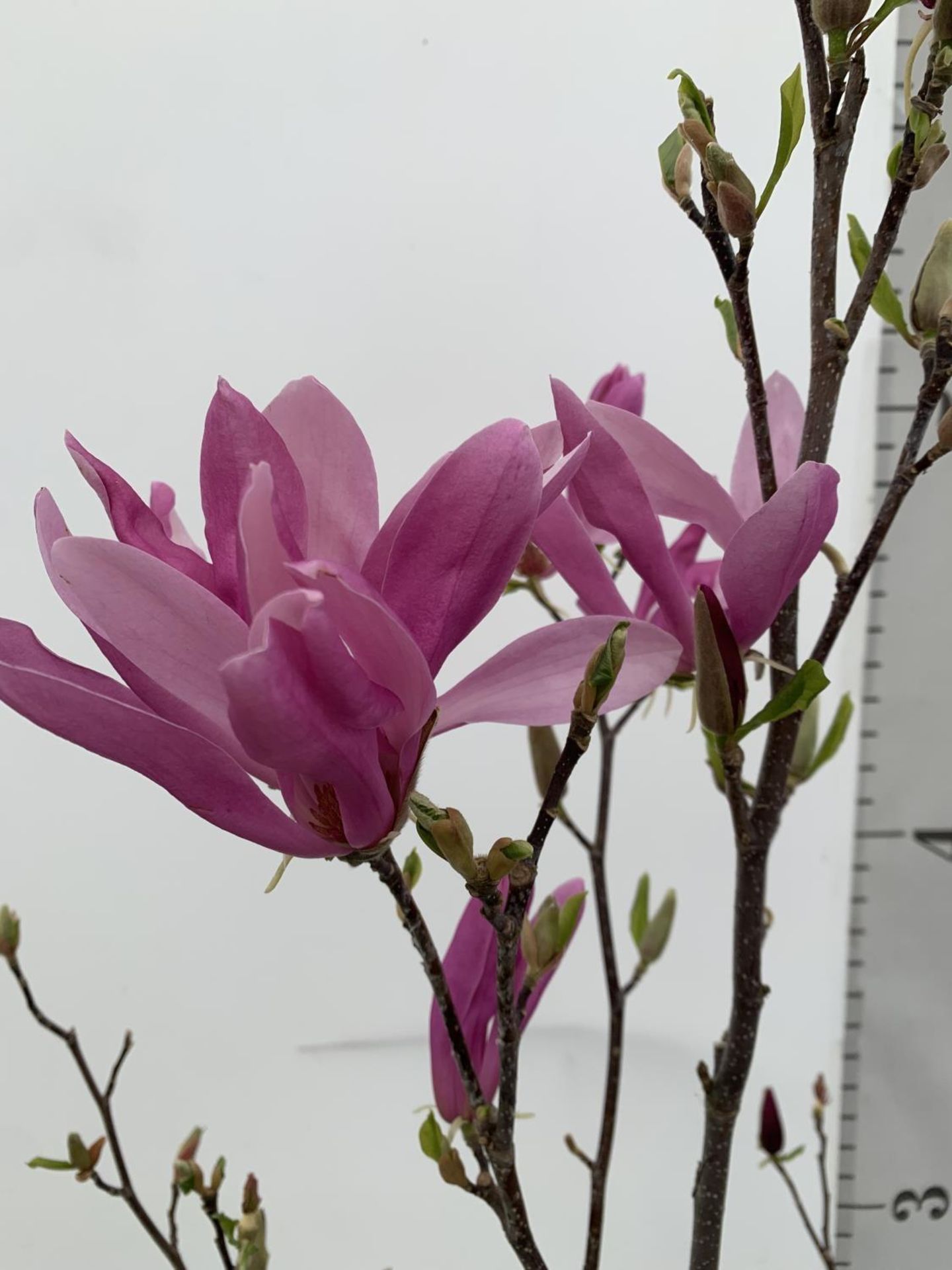 A LARGE MAGNOLIA PINK 'SUSAN' TREE OVER 2 METRES IN HEIGHT IN A 10 LTR POT PLUS VAT - Image 8 of 12
