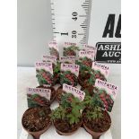 TWELVE DIECENTRA SPECTABILIS 'VALENTINE' RED ON A TRAY PLUS VAT TO BE SOLD FOR THE TWELVE