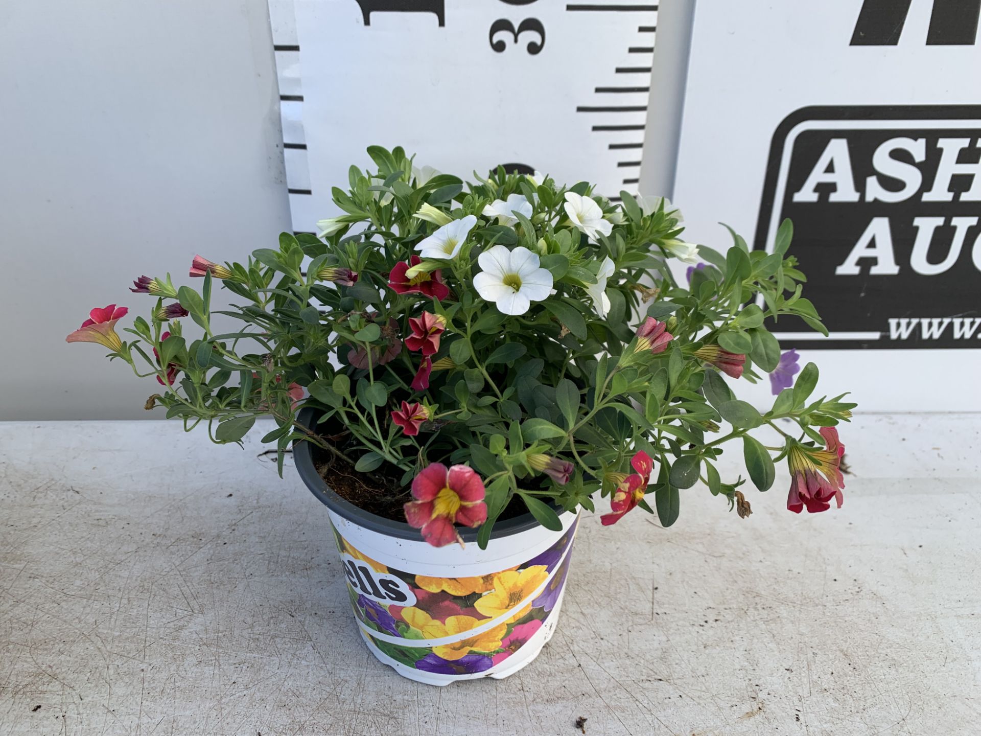 EIGHT POTS CALIBRACHOA TRIOBELLS IN 2 LTR POTS PLUS VAT TO BE SOLD FOR THE EIGHT - Image 5 of 6