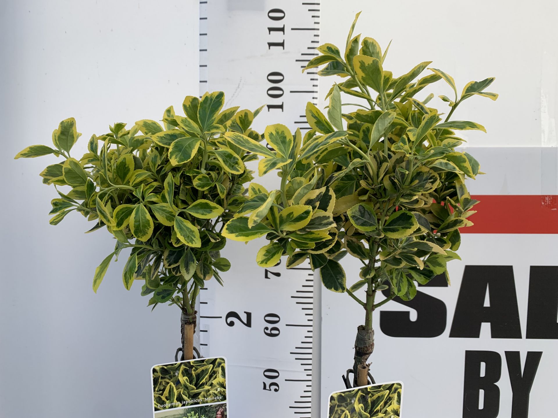 TWO STANDARD EUONYMOUS JAPONICUS MARIEKE IN 3 LTR POTS 90CM TALL PLUS VAT TO BE SOLD FOR THE TWO - Image 3 of 10