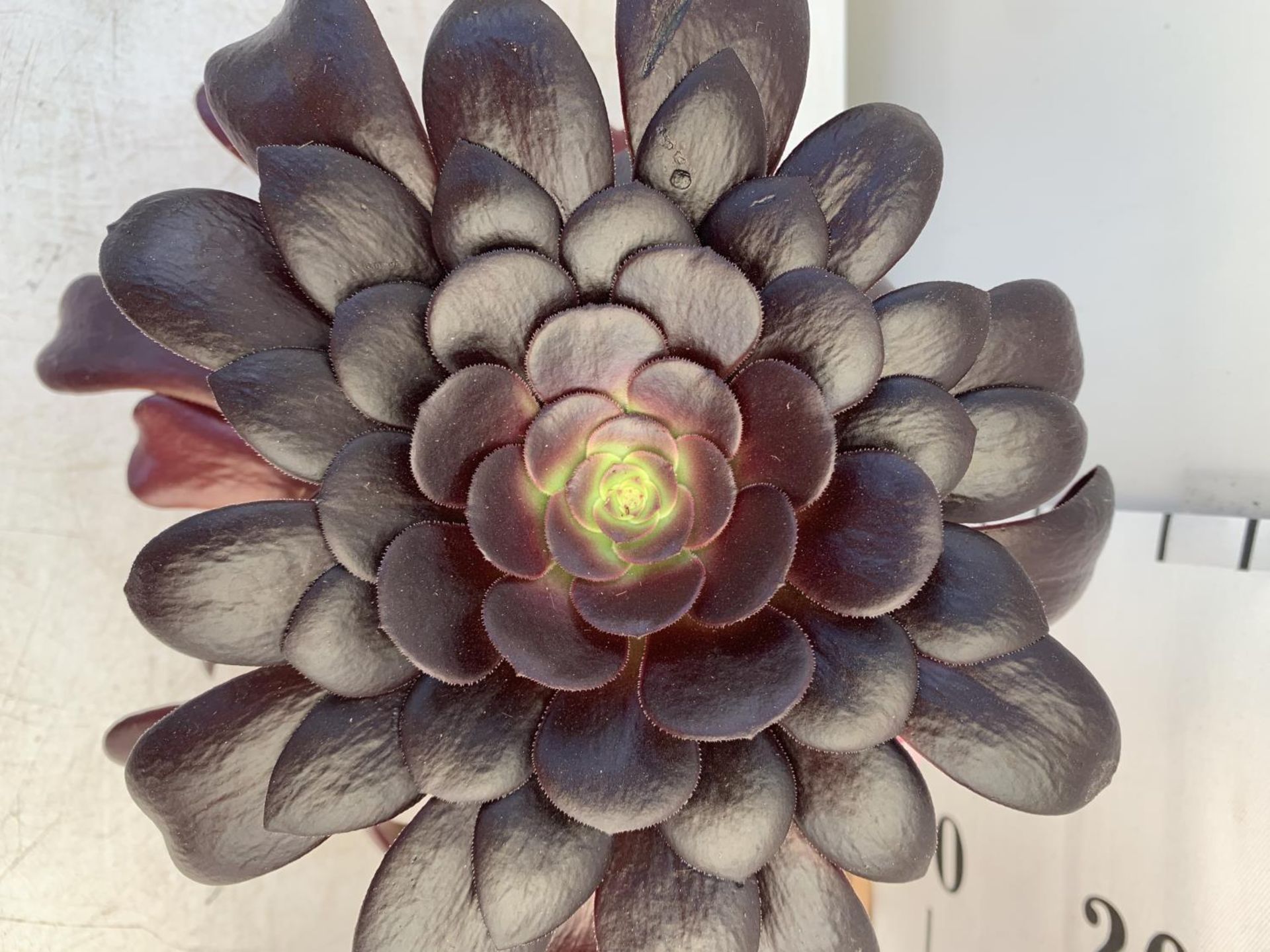 TWO AEONIUM ARBOREUM VELOURS IN 1 LTR POTS 25CM TALL PLUS VAT TO BE SOLD FOR THE TWO - Image 6 of 6