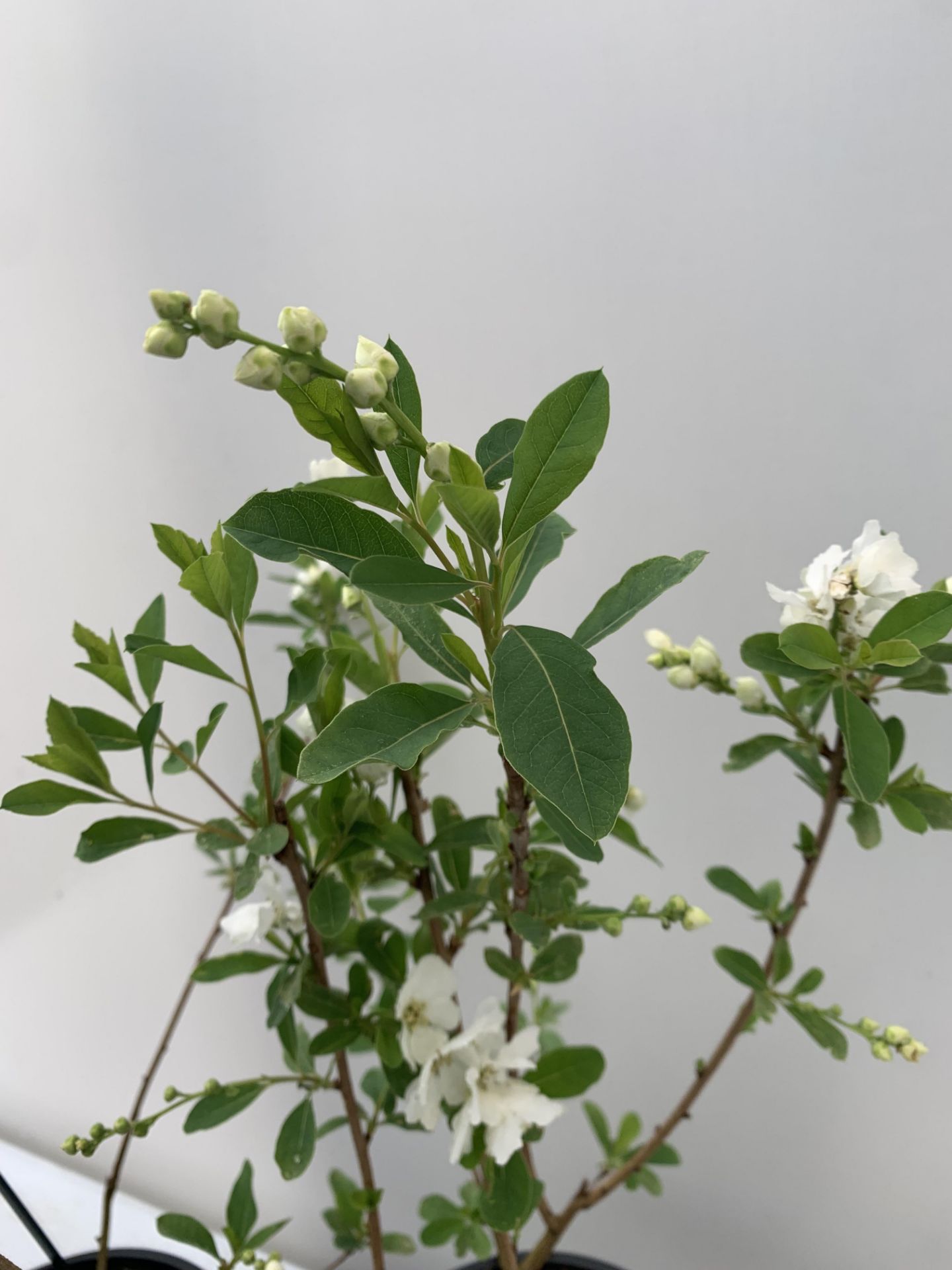 TWO EXOCHORDA RACEMOSA 'NIAGARA' IN 3 LTR POTS APPROX 65CM IN HEIGHT PLUS VAT TO BE SOLD FOR THE TWO - Image 5 of 12