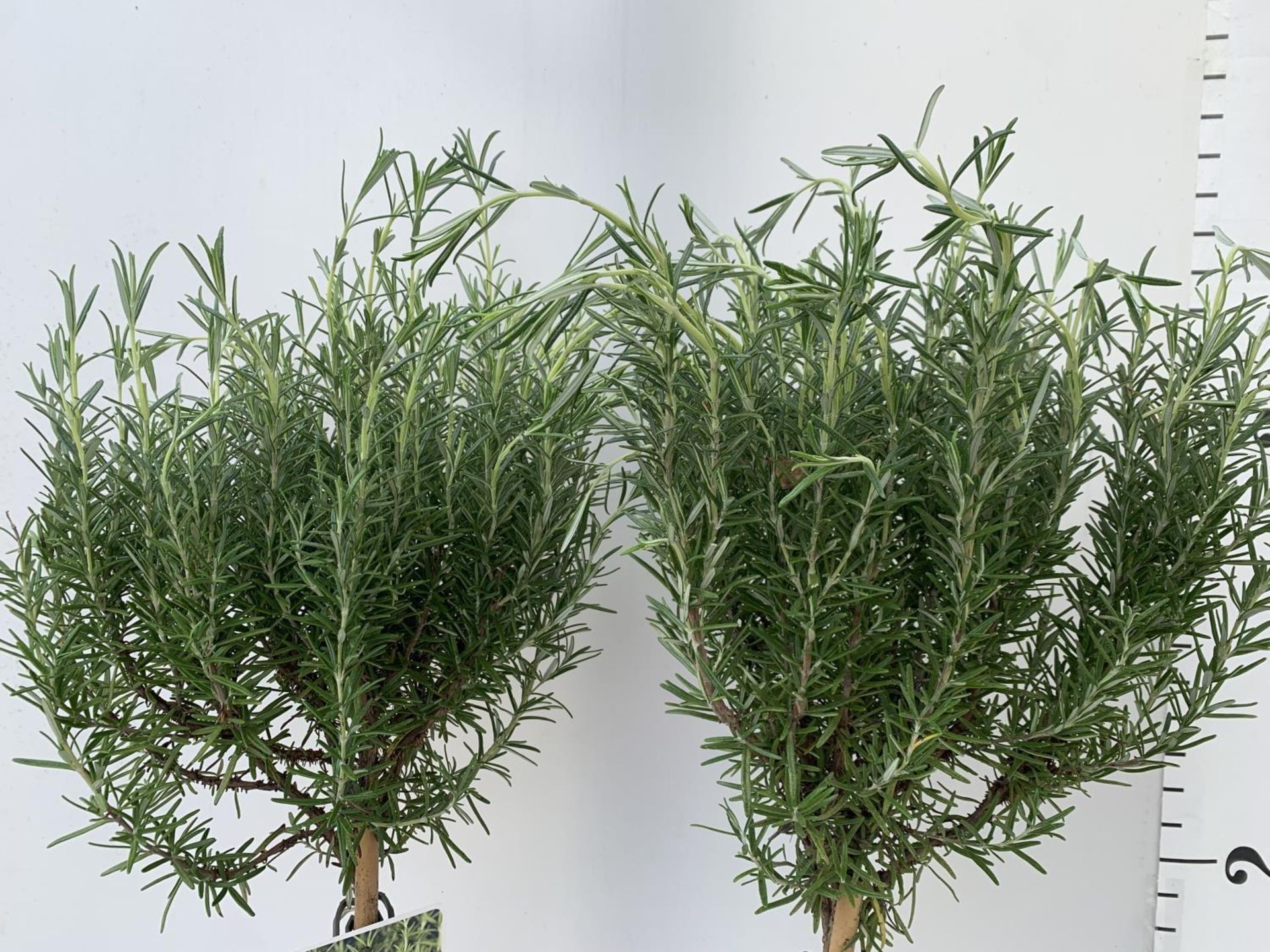 TWO STANDARD ROSEMARY TREES IN 3 LTR POTS 100CM TALL NO VAT TO BE SOLD FOR THE TWO - Image 10 of 10
