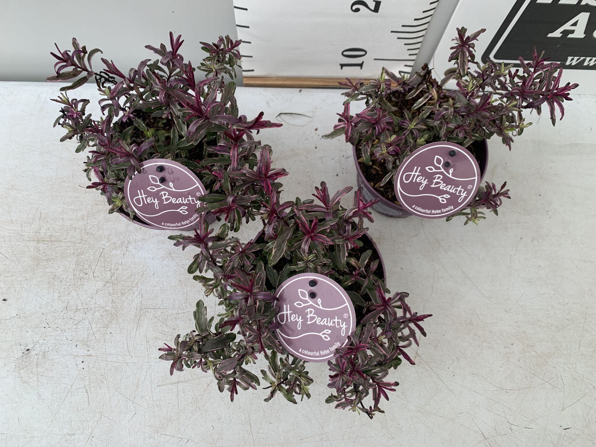 THREE PURPLE HEBES 'HEY BEAUTY' IN 1 LTR POTS PLUS VAT TO BE SOLD FOR THE THREE - Image 3 of 8