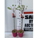 TWO STANDARD SALIX FLAMINGO IN 3 LTR POTS 100CM TALL PLUS VAT TO BE SOLD FOR THE TWO