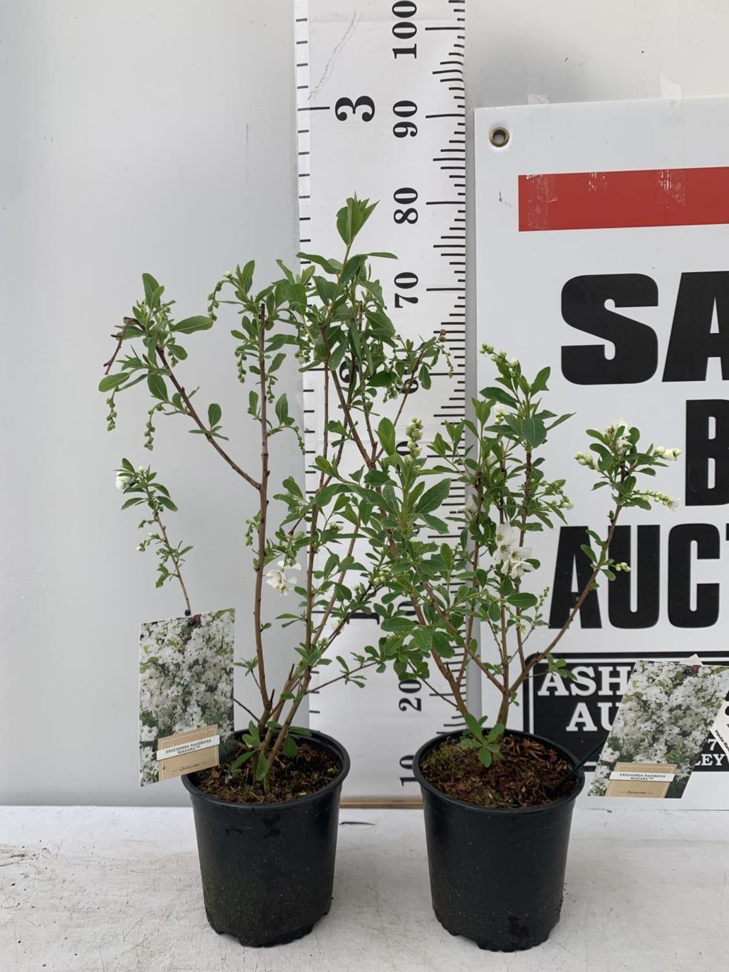 TWO EXOCHORDA RACEMOSA 'NIAGARA' IN 3 LTR POTS APPROX 65CM IN HEIGHT PLUS VAT TO BE SOLD FOR THE TWO - Image 2 of 12