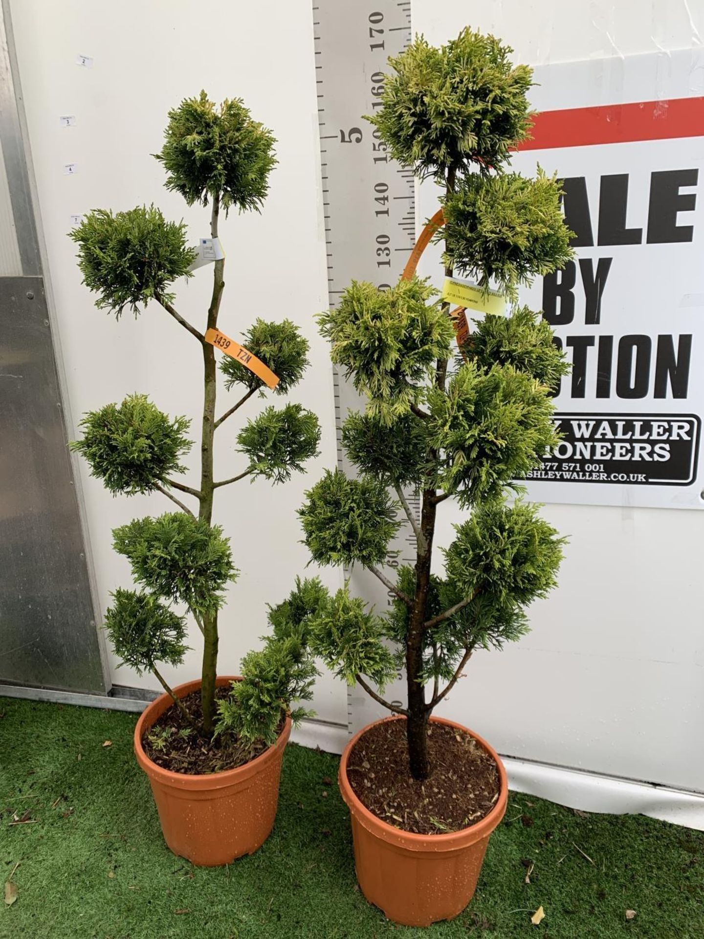 TWO POM POM TREES CUPRESSOCYPARIS LEYLANDII 'GOLD RIDER' APPROX 160CM IN HEIGHT IN 15 LTR POTS - Image 3 of 10