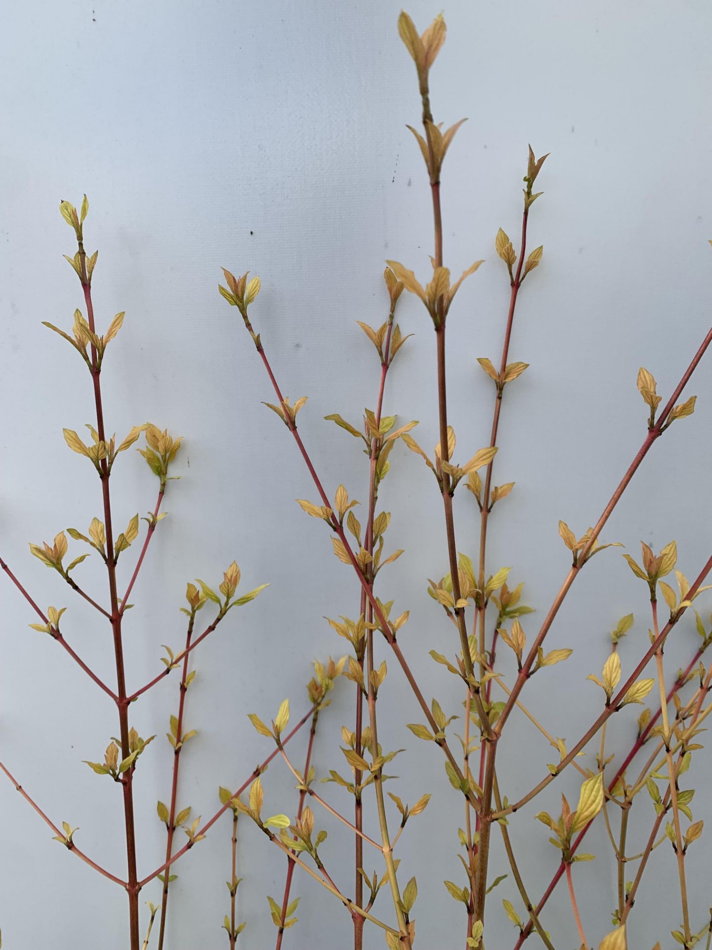 TWO CORNUS SANGUINEA 'MIDWINTER FIRE' IN 4 LTR POTS APPROX 90CM IN HEIGHT PLUS VAT TO BE SOLD FOR - Image 5 of 10
